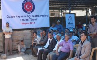 TİKA Tarafından Gazze Şeridindeki &Ccedil;ift&ccedil;i Ailelere Koyun Dağıtımı Yapıldı