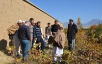 Afganistan'da &Uuml;z&uuml;m Yetiştiriciliğine Destek